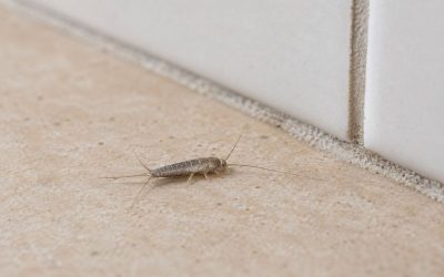 Cómo eliminar los pececillos de plata en un piso en España